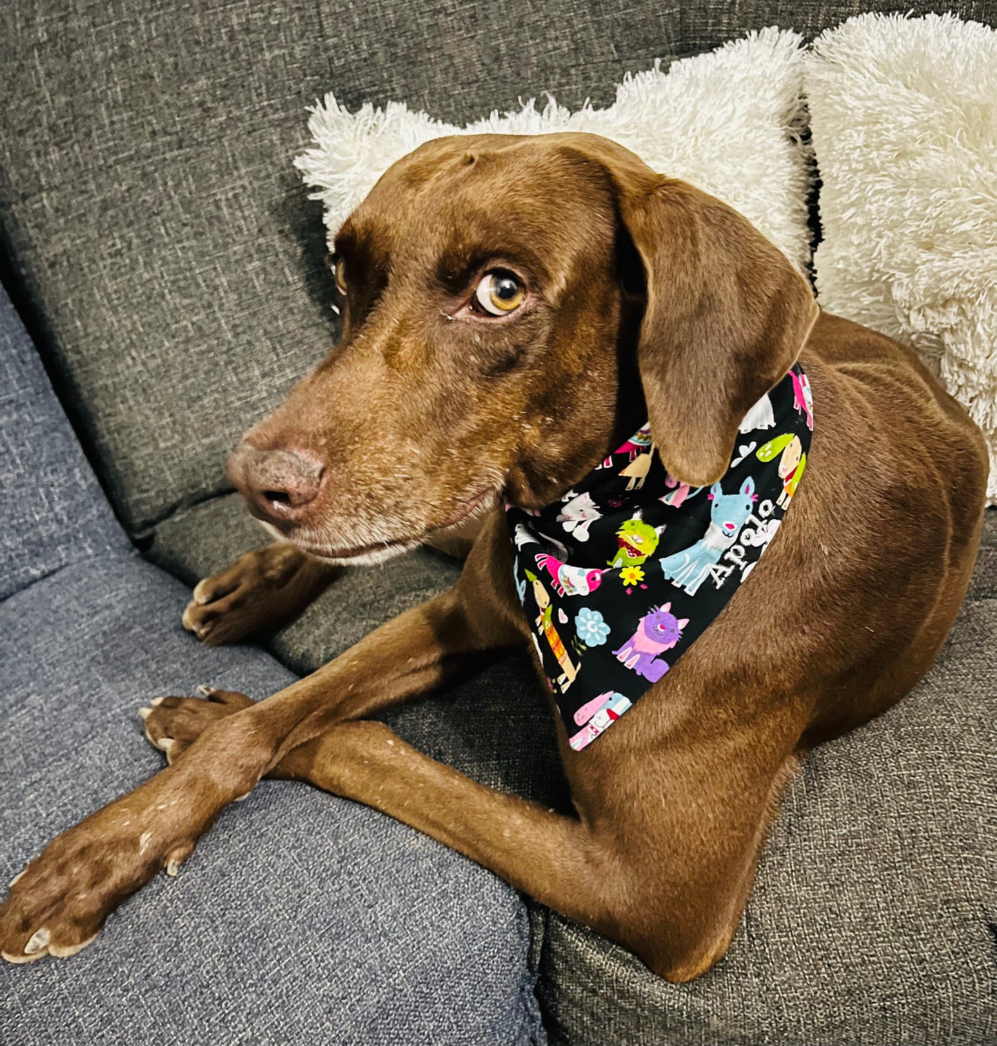 Personalized Pet Bandanas - Custom Embroidered Name