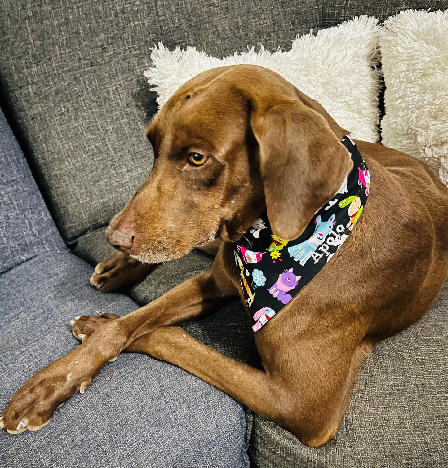 Personalized Pet Bandanas - Custom Embroidered Name