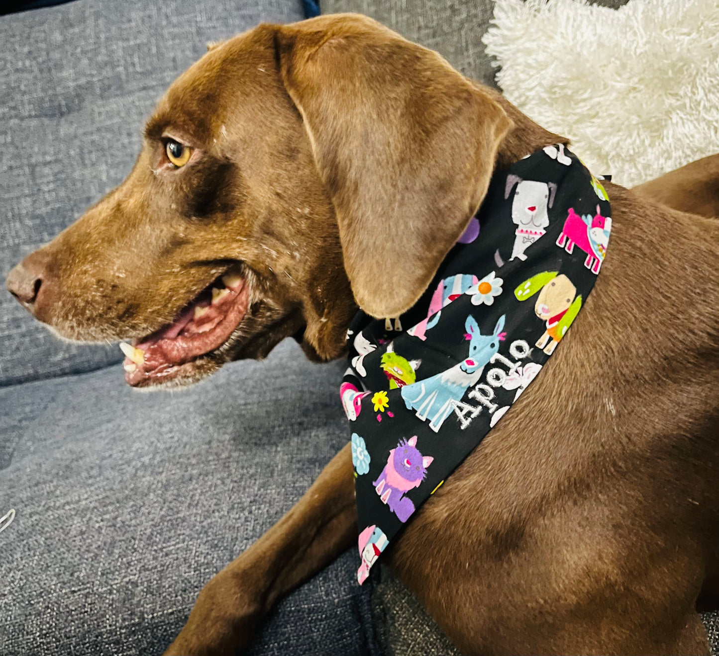 Personalized Pet Bandanas - Custom Embroidered Name